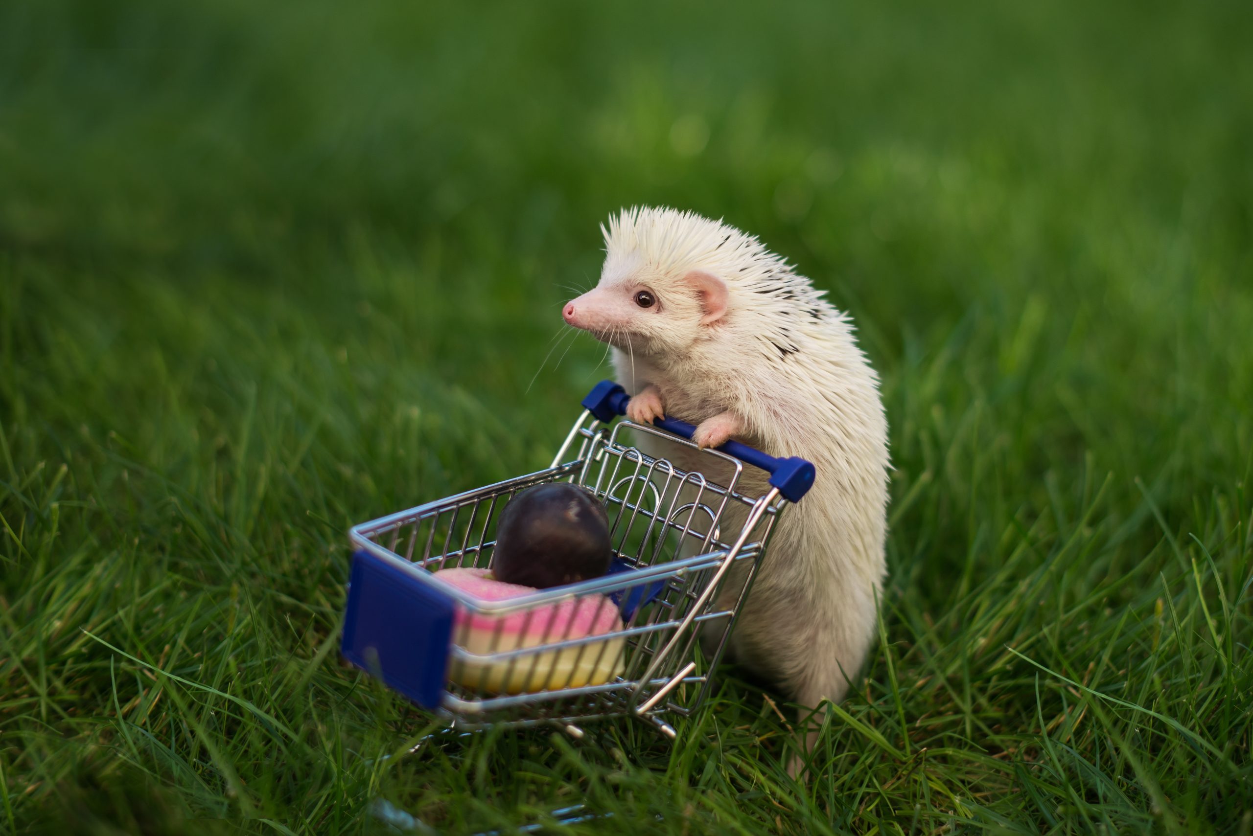 hedgehog with shopping trolley